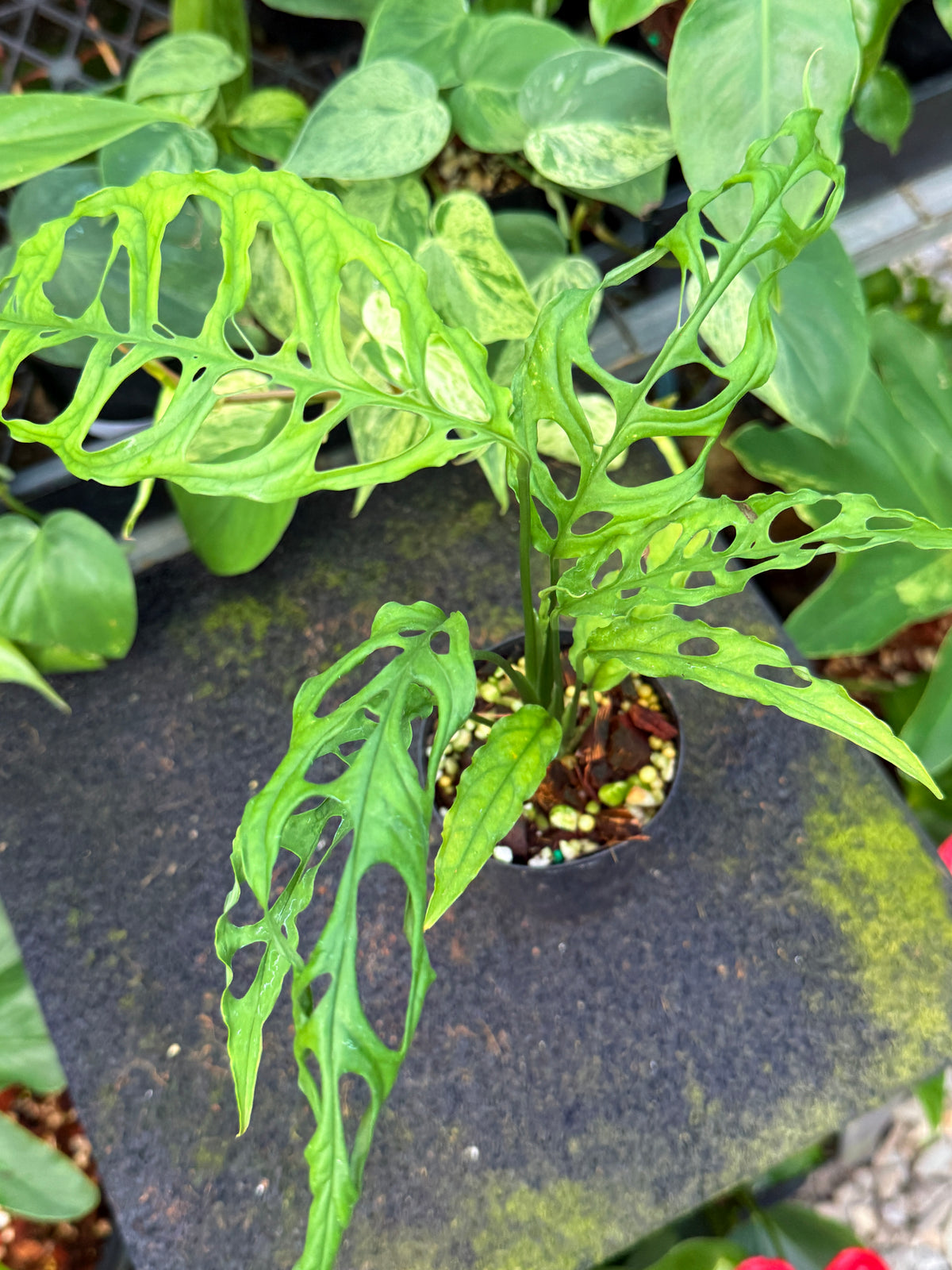 Monstera obliqua 'Peru' W45