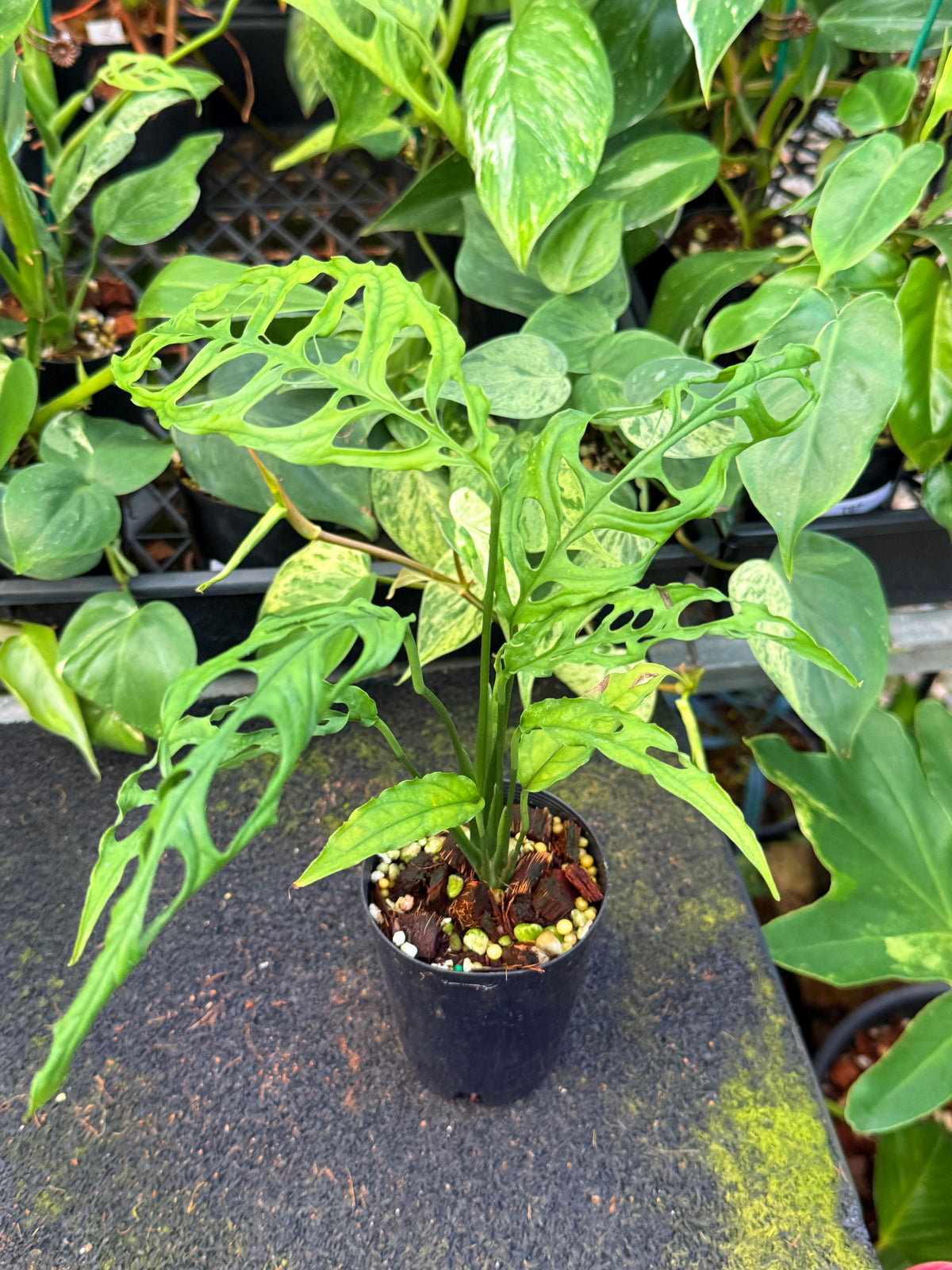 Monstera obliqua 'Peru' W45