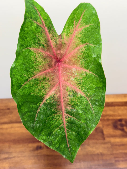 Caladium NOID O4