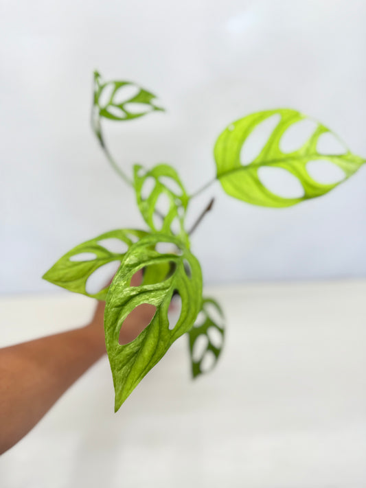 Monstera adansonii Indonesian Form Mint A32