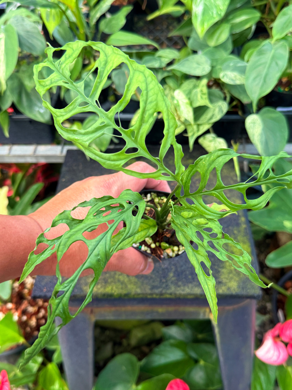 Monstera obliqua 'Peru' W45