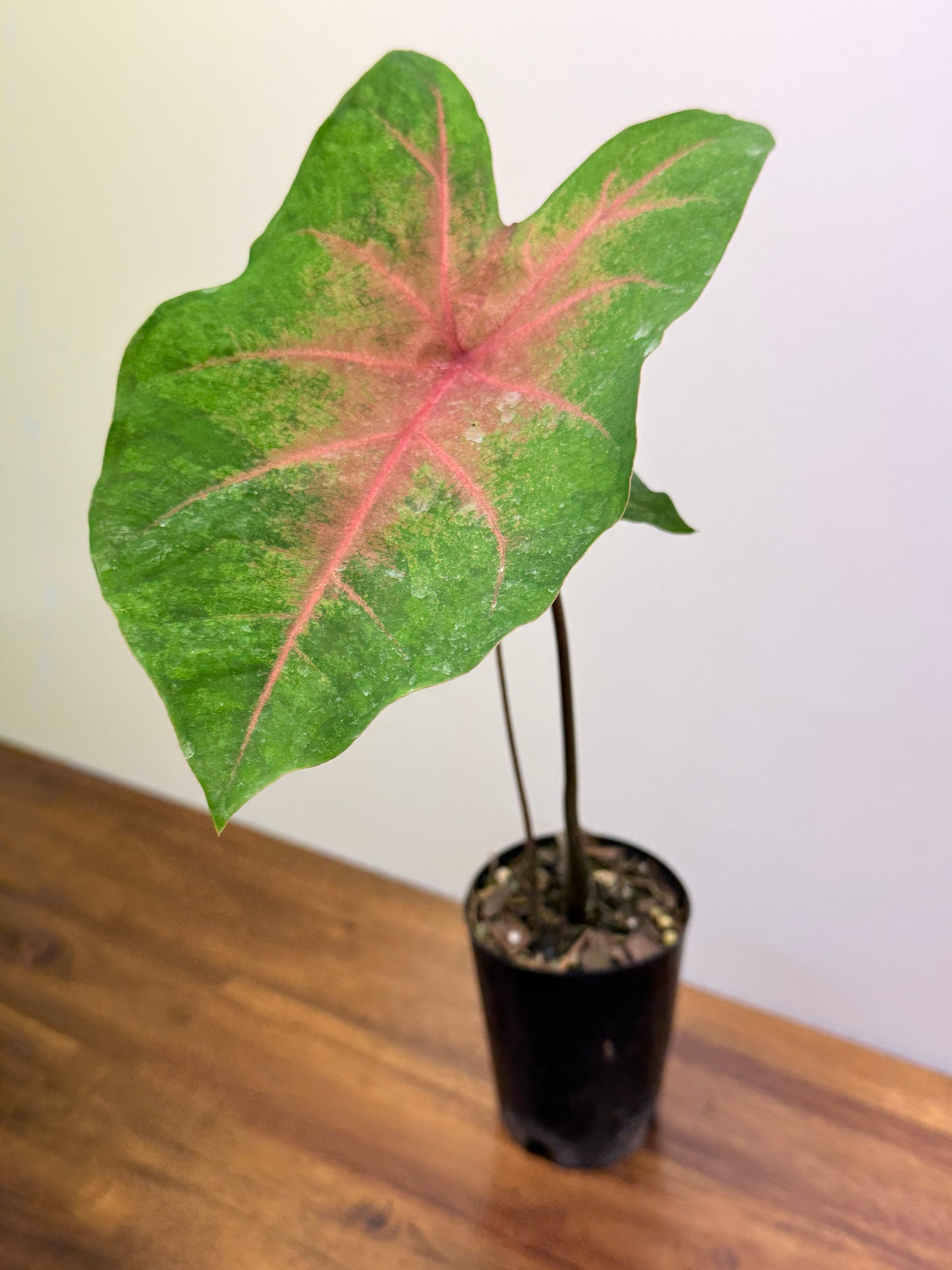 Caladium NOID O4