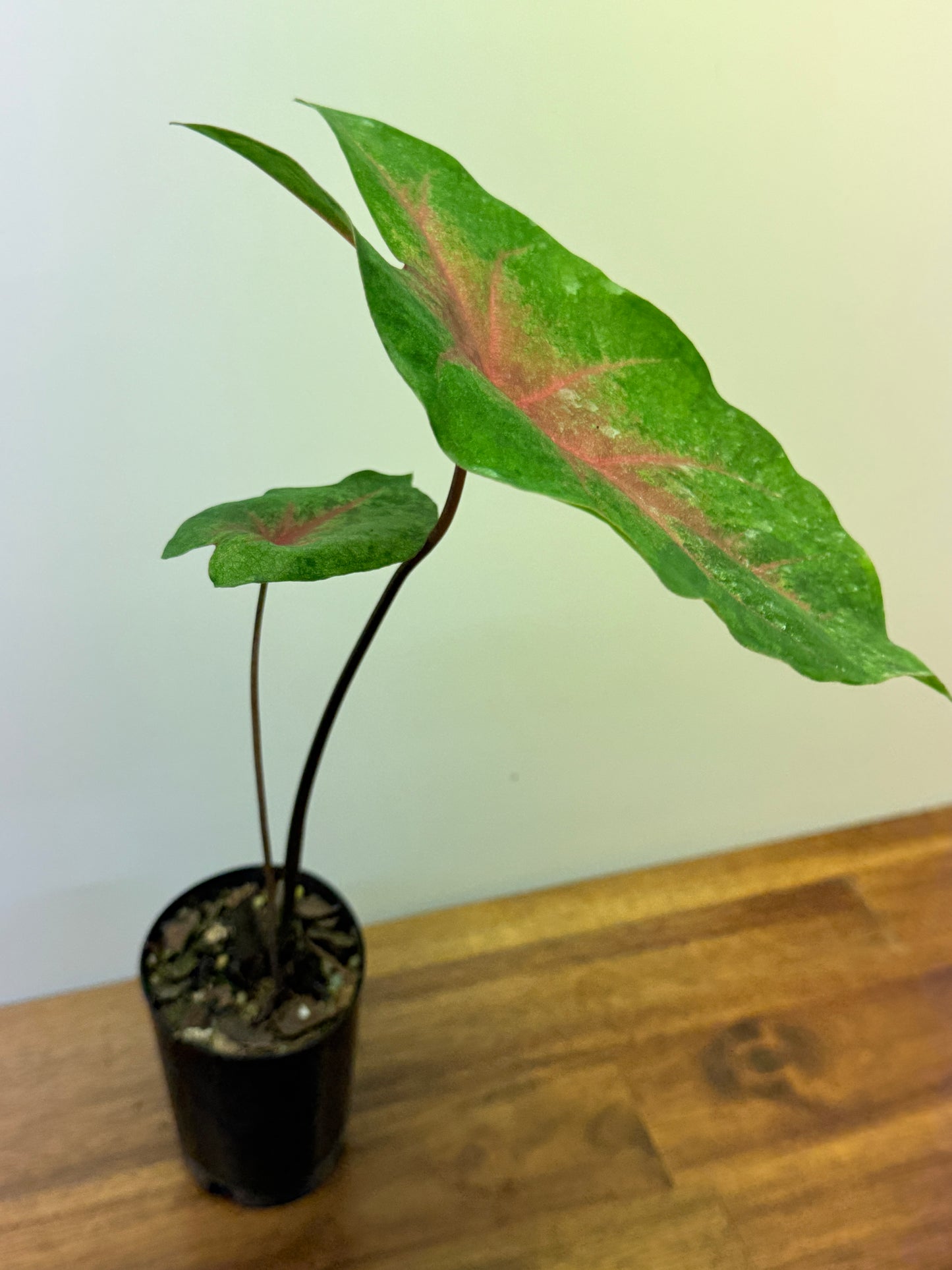 Caladium NOID O4