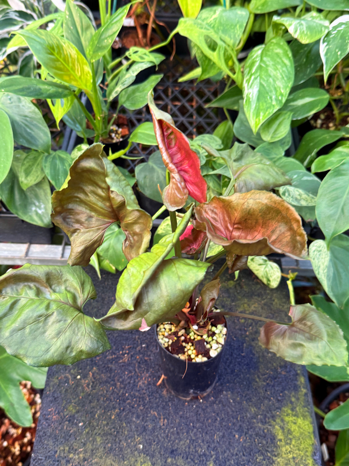 Syngonium 'Strawberry Ice' W46