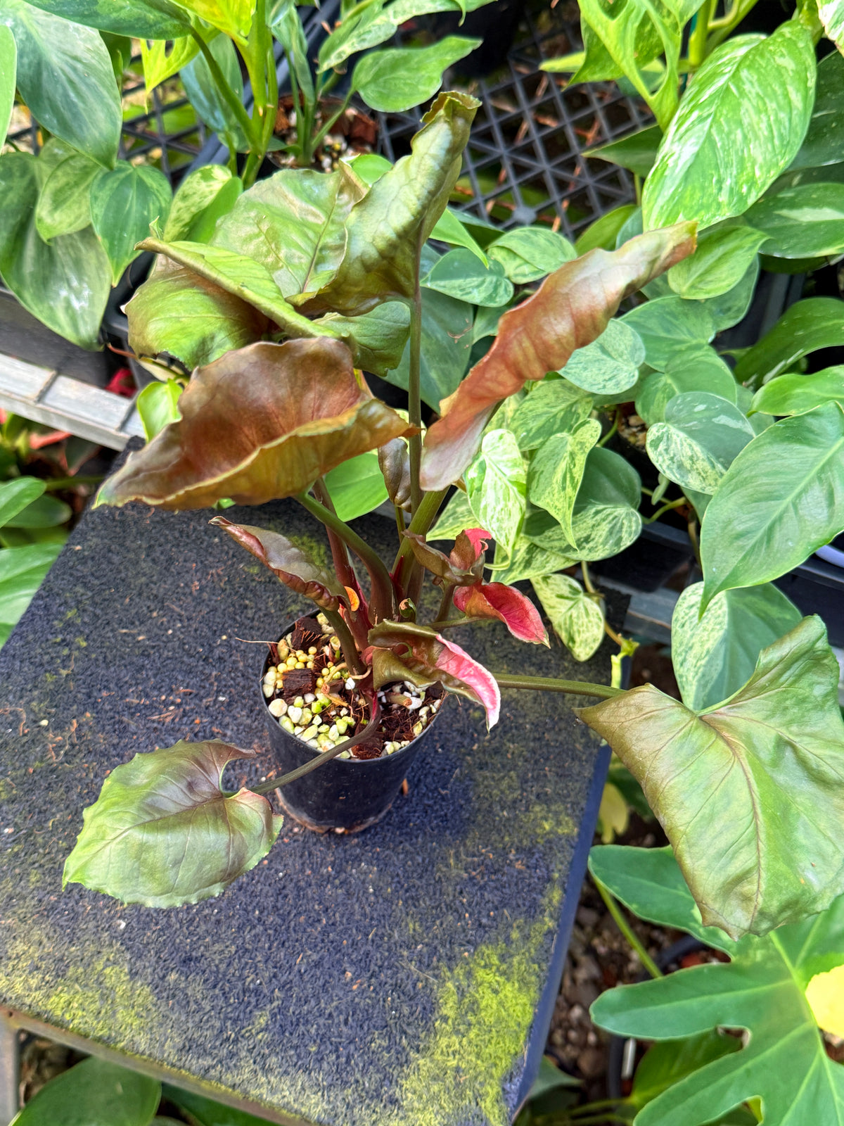 Syngonium 'Strawberry Ice' W46