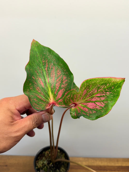 Caladium Moscato O1