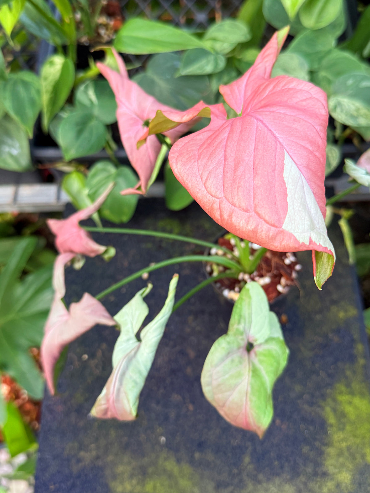 Syngonium 'Strawberry Milk' W53