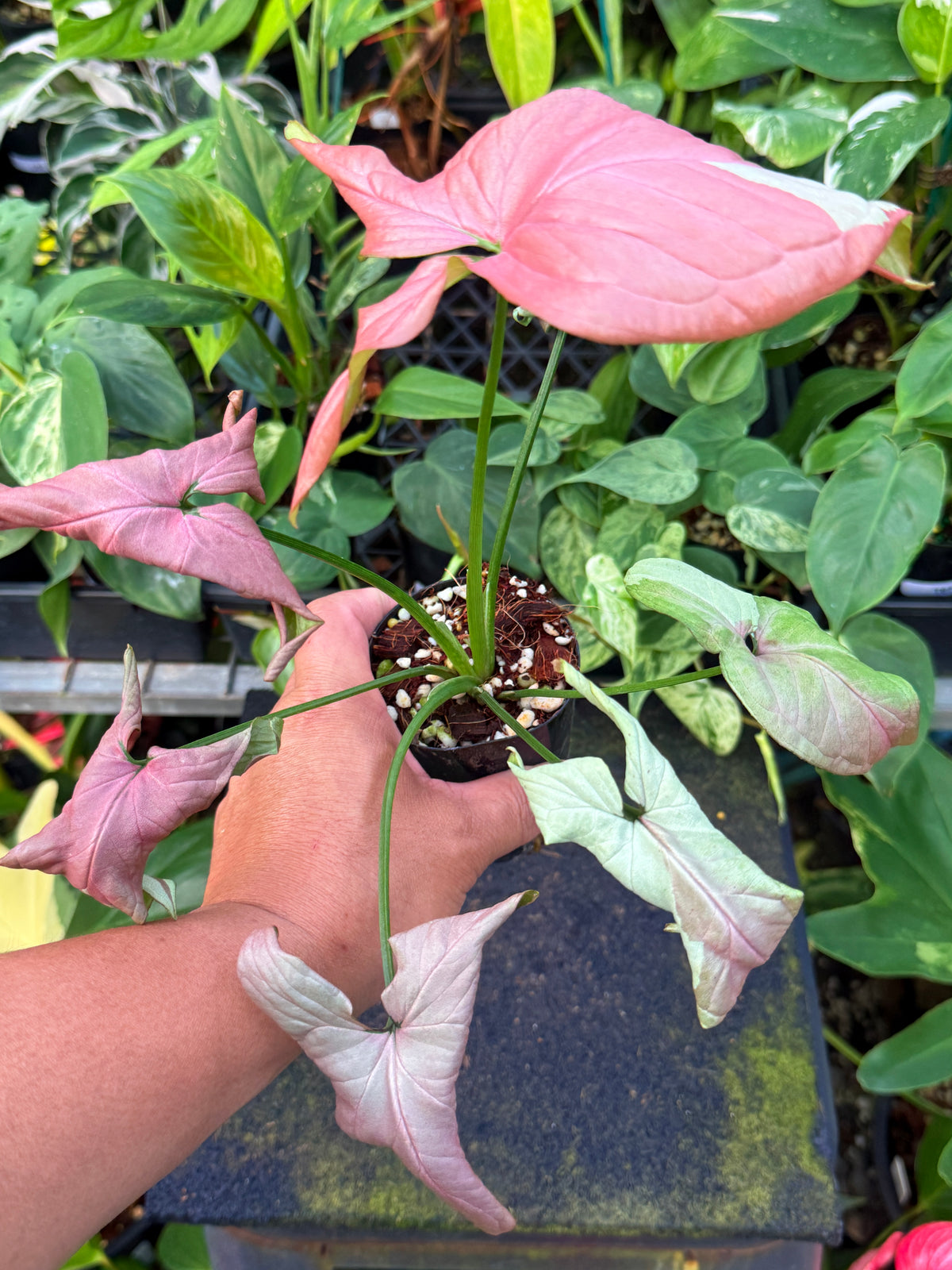 Syngonium 'Strawberry Milk' W53