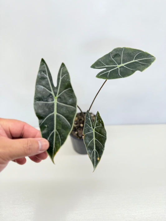 Alocasia 'Dragon Tooth' C78
