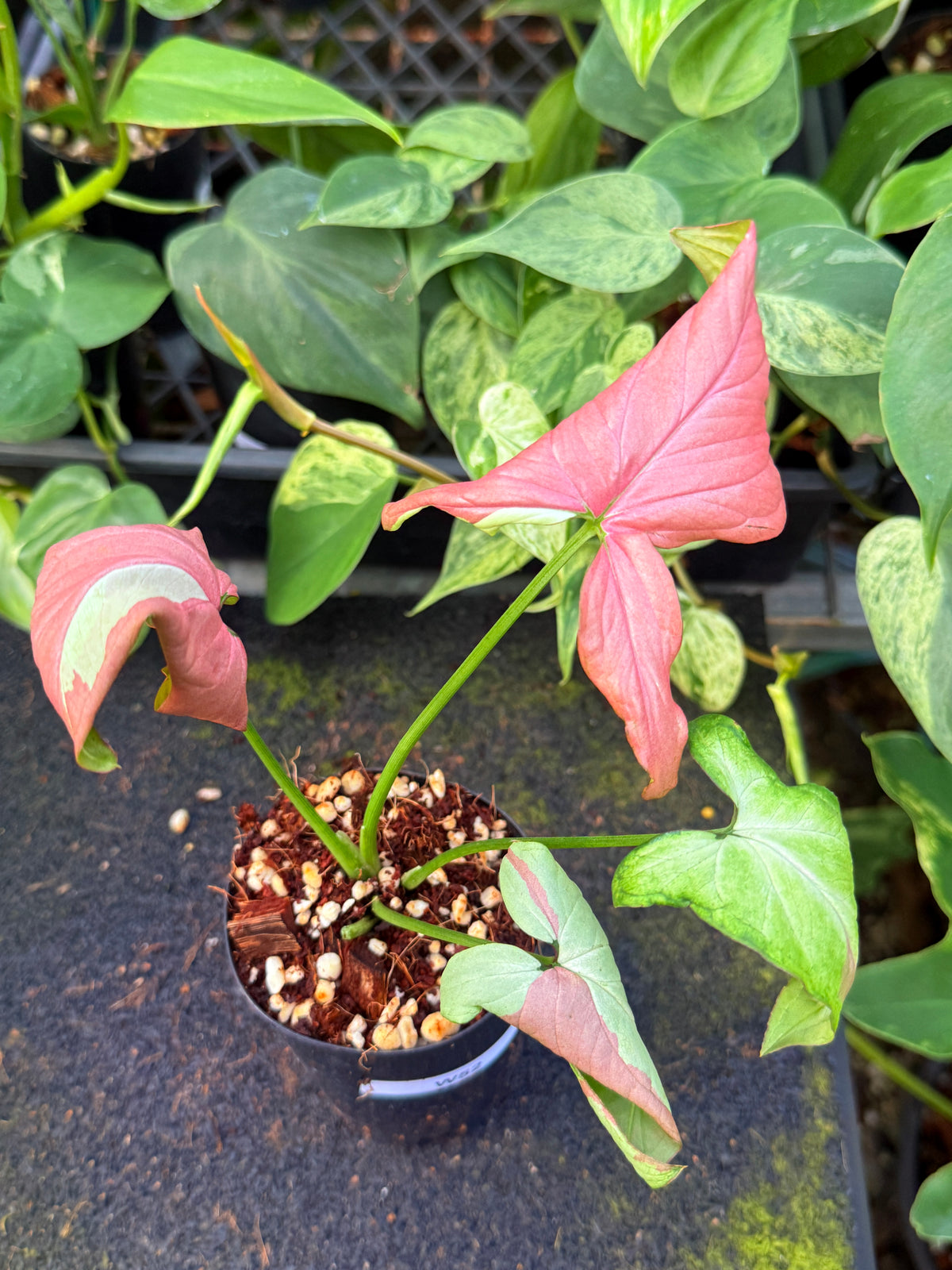 Syngonium 'Strawberry Milk' W52