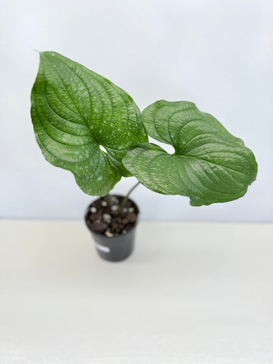 Cyanastrum Cordifolium - Rarely Offered C79