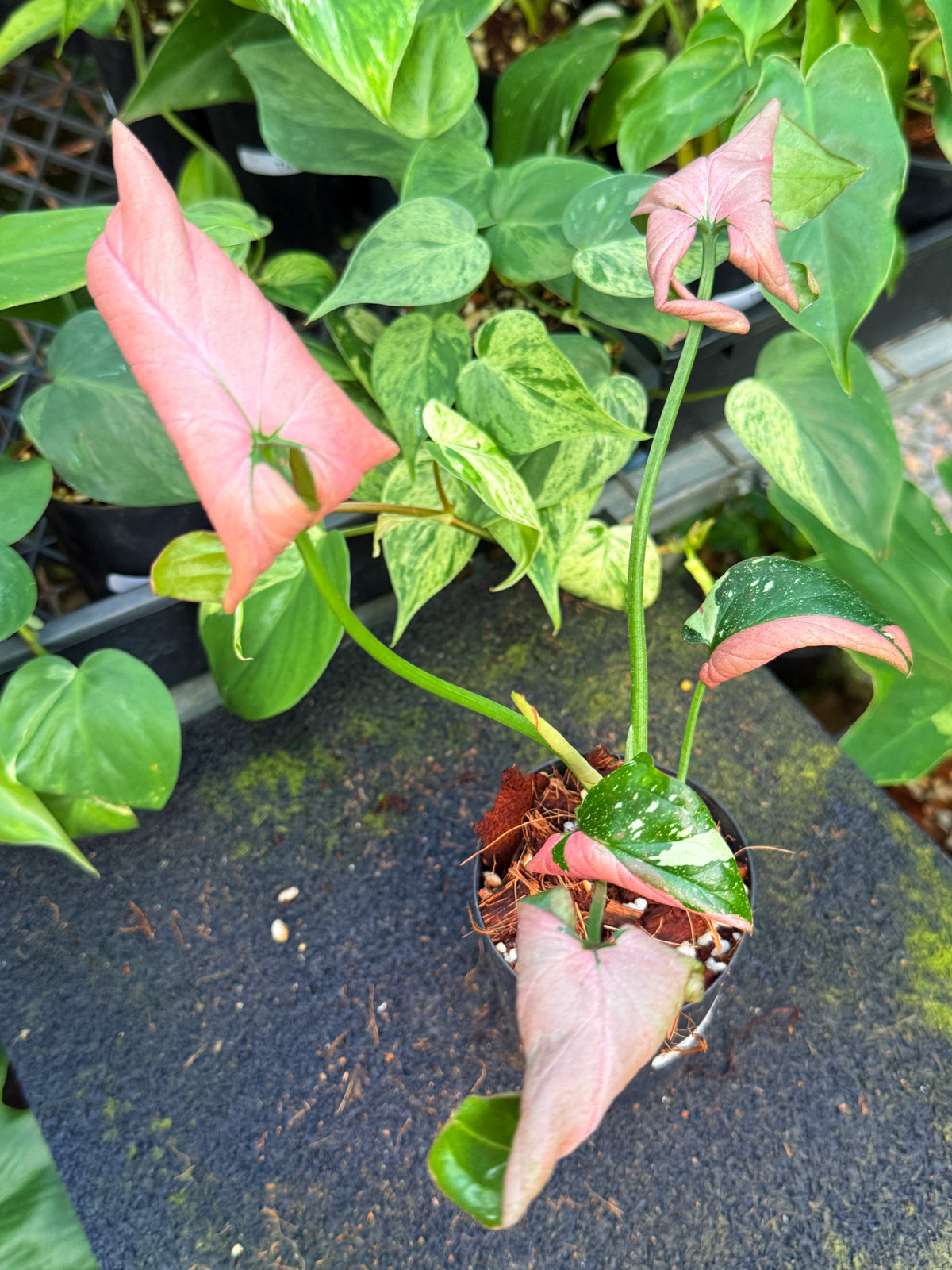 Syngonium 'Red Spot Tricolour' I71