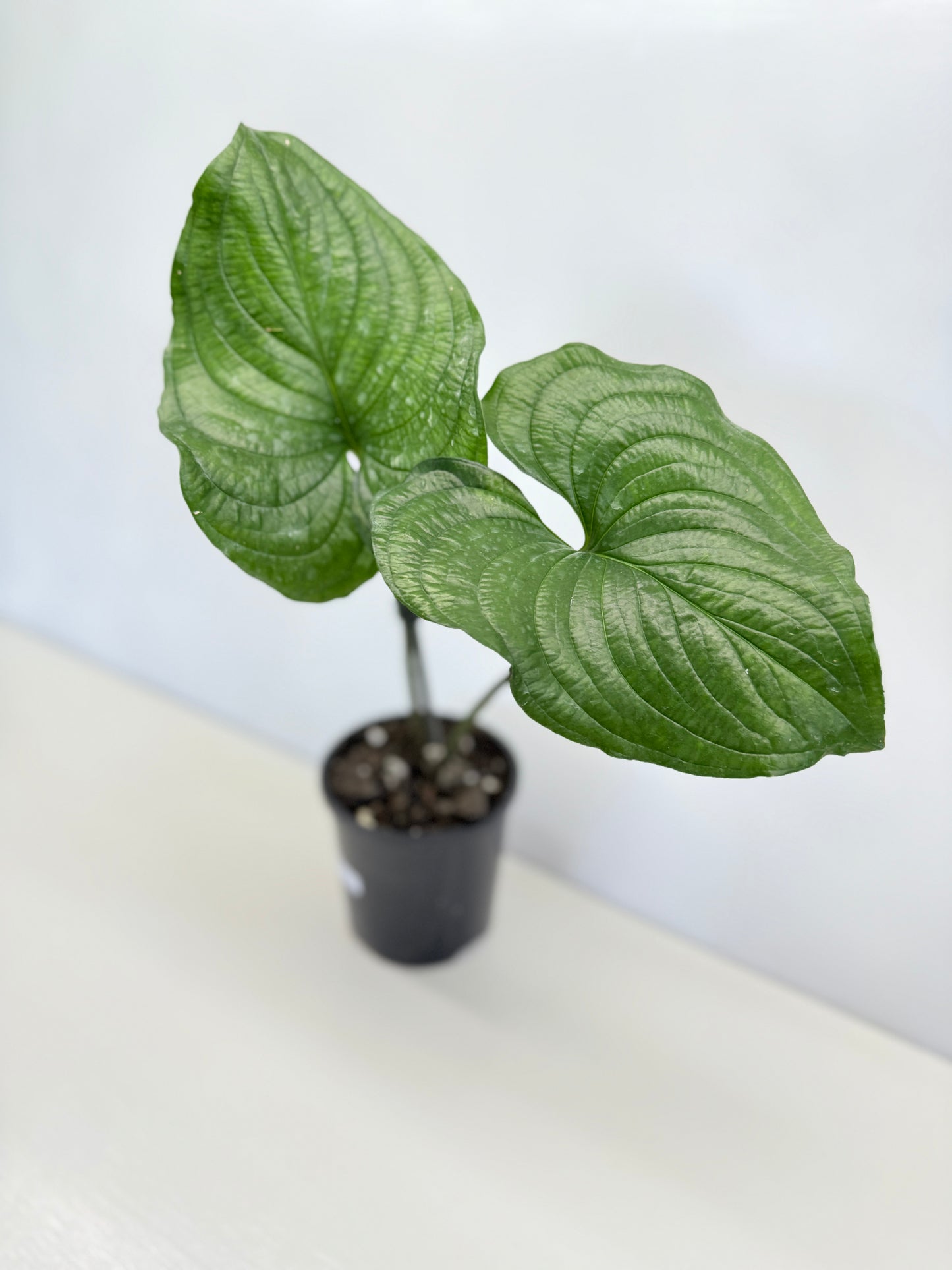 Cyanastrum Cordifolium - Rarely Offered C79