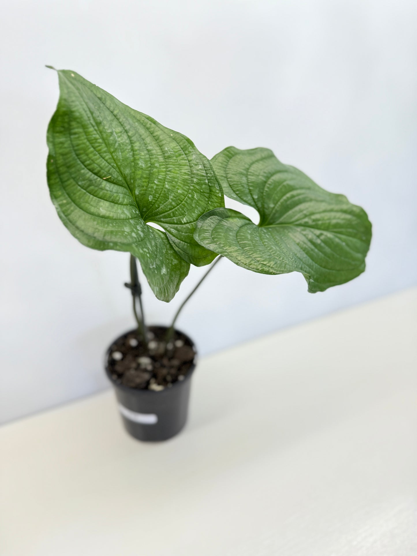 Cyanastrum Cordifolium - Rarely Offered C79