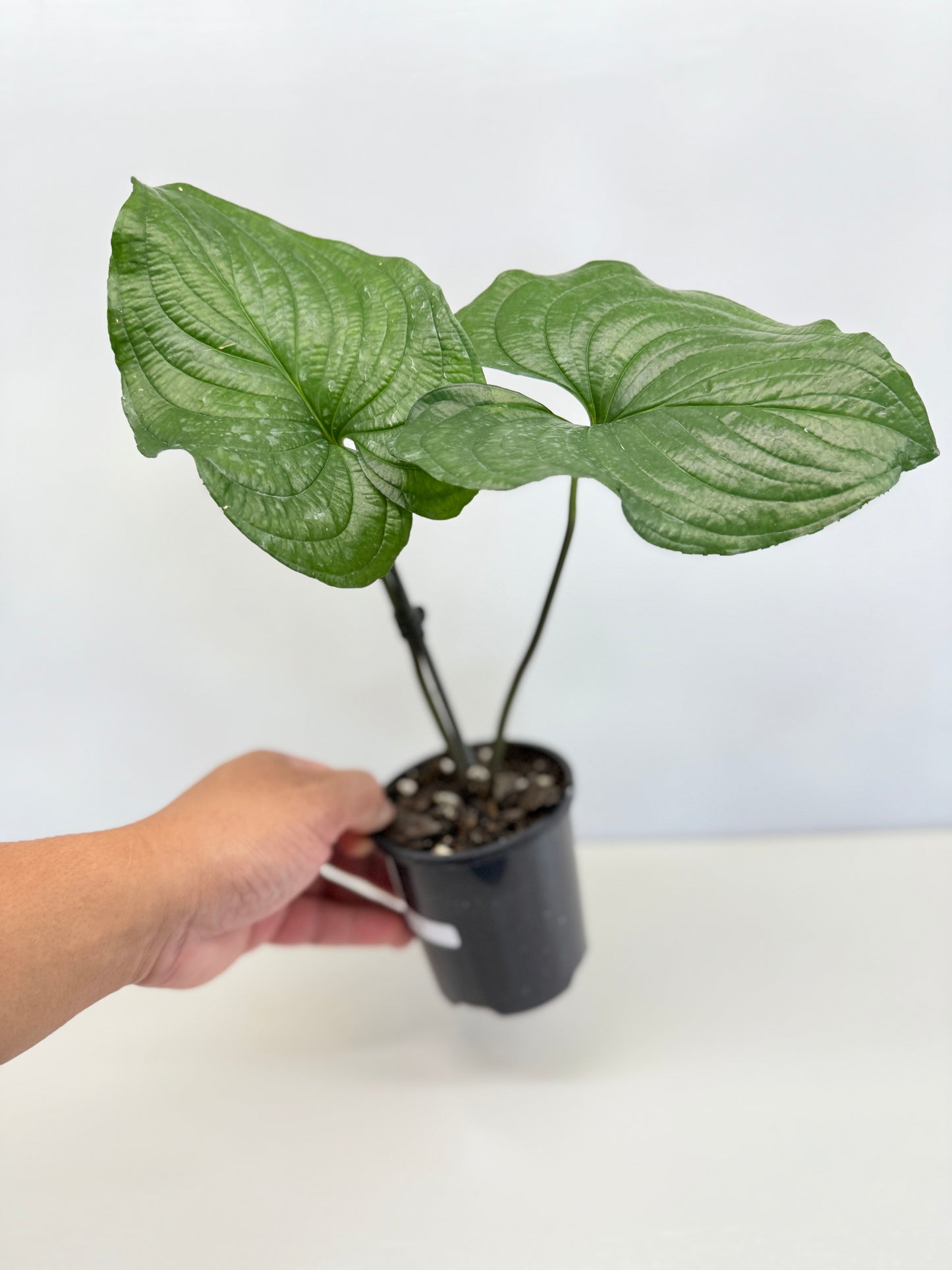 Cyanastrum Cordifolium - Rarely Offered C79