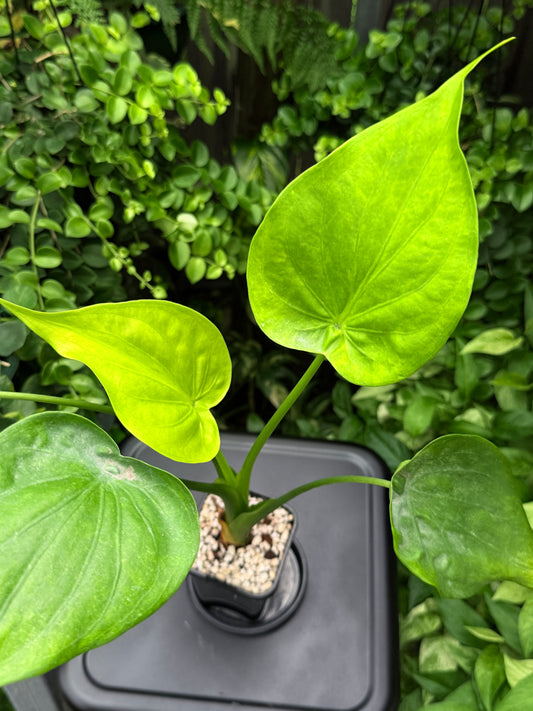 Alocasia 'Cucullata Variegata' I25