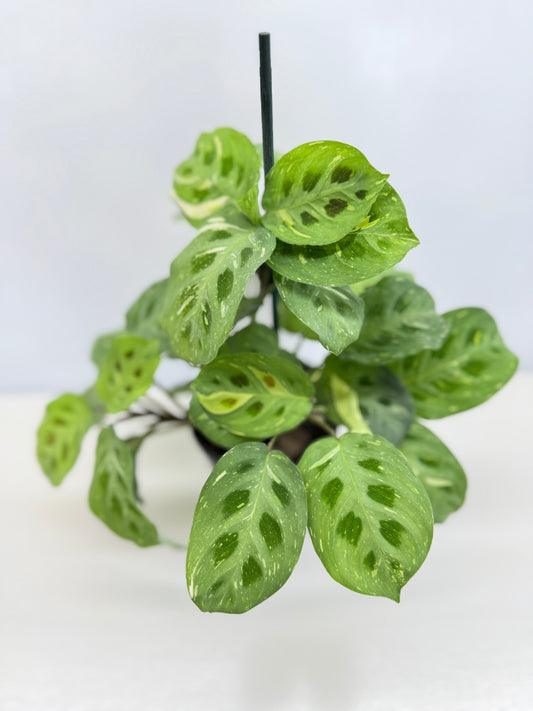 Maranta Kerchoveana Variegata N53