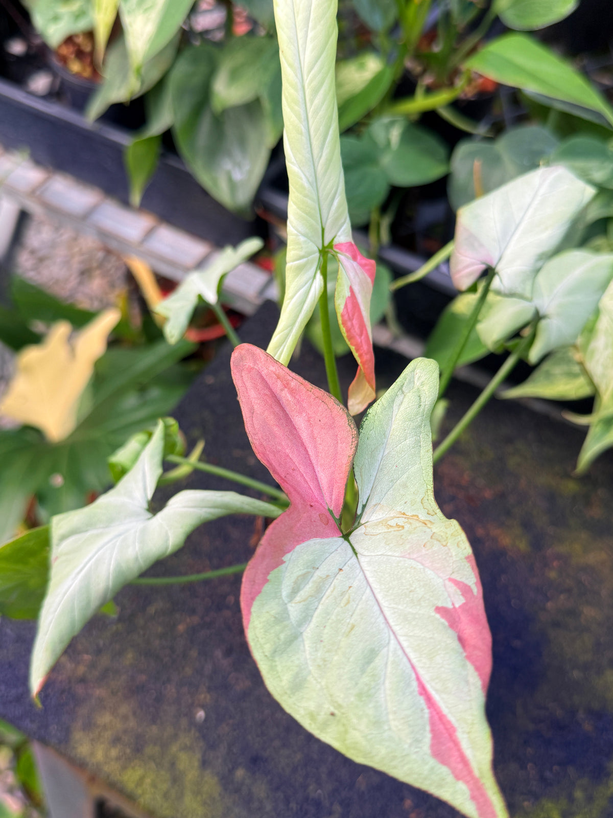 Syngonium 'Pink Salmon' W56