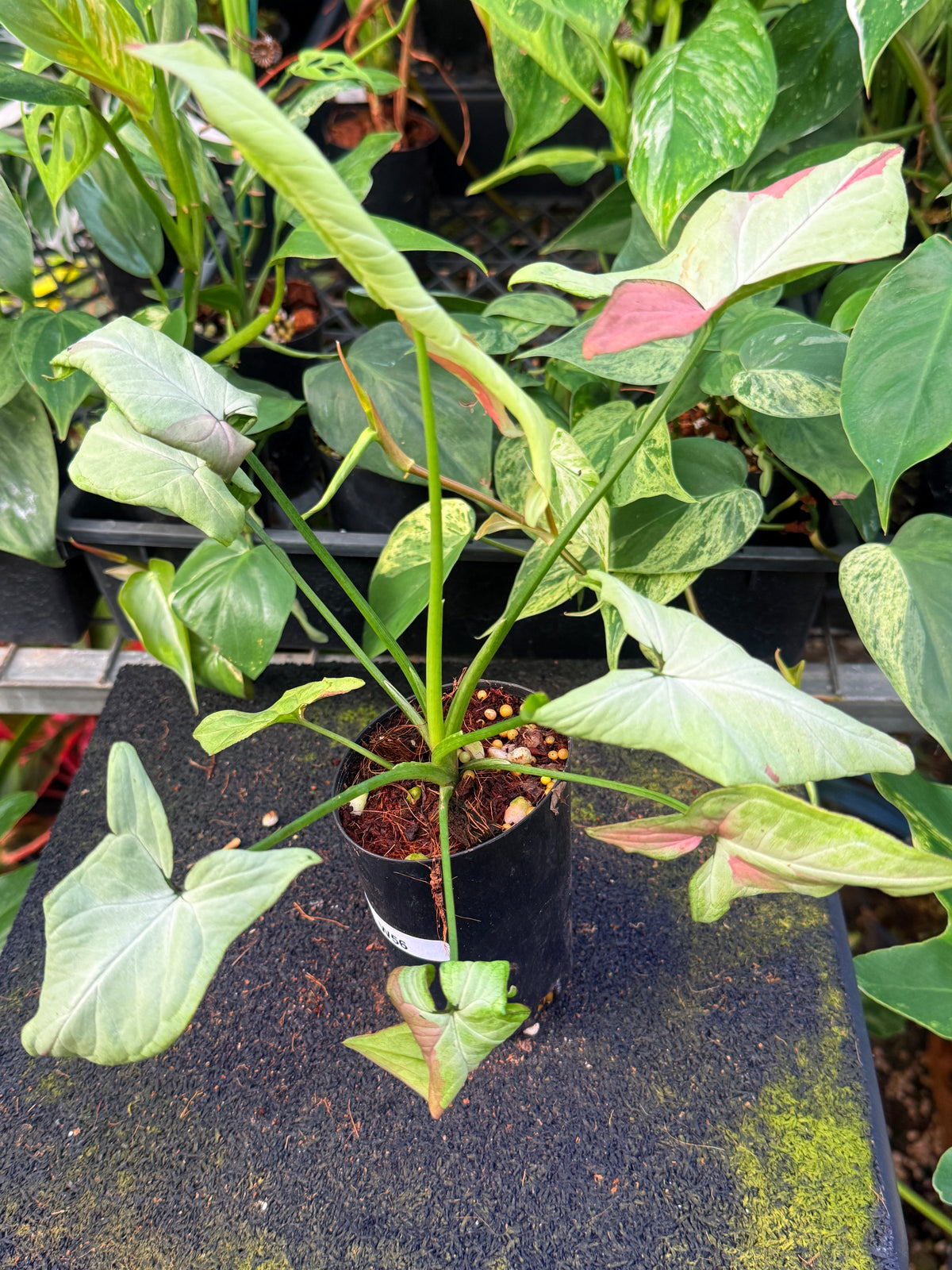 Syngonium 'Pink Salmon' W56