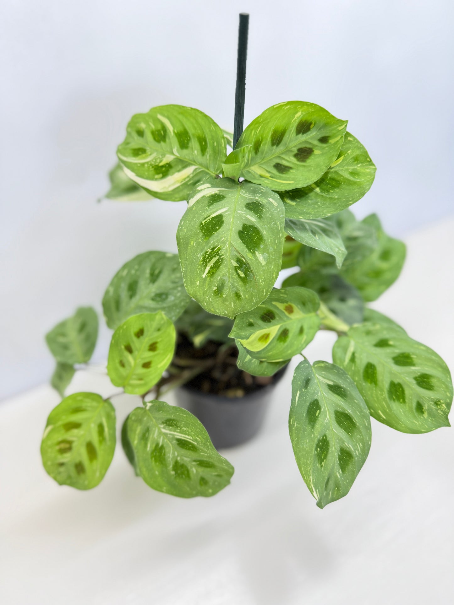 Maranta Kerchoveana Variegata N53