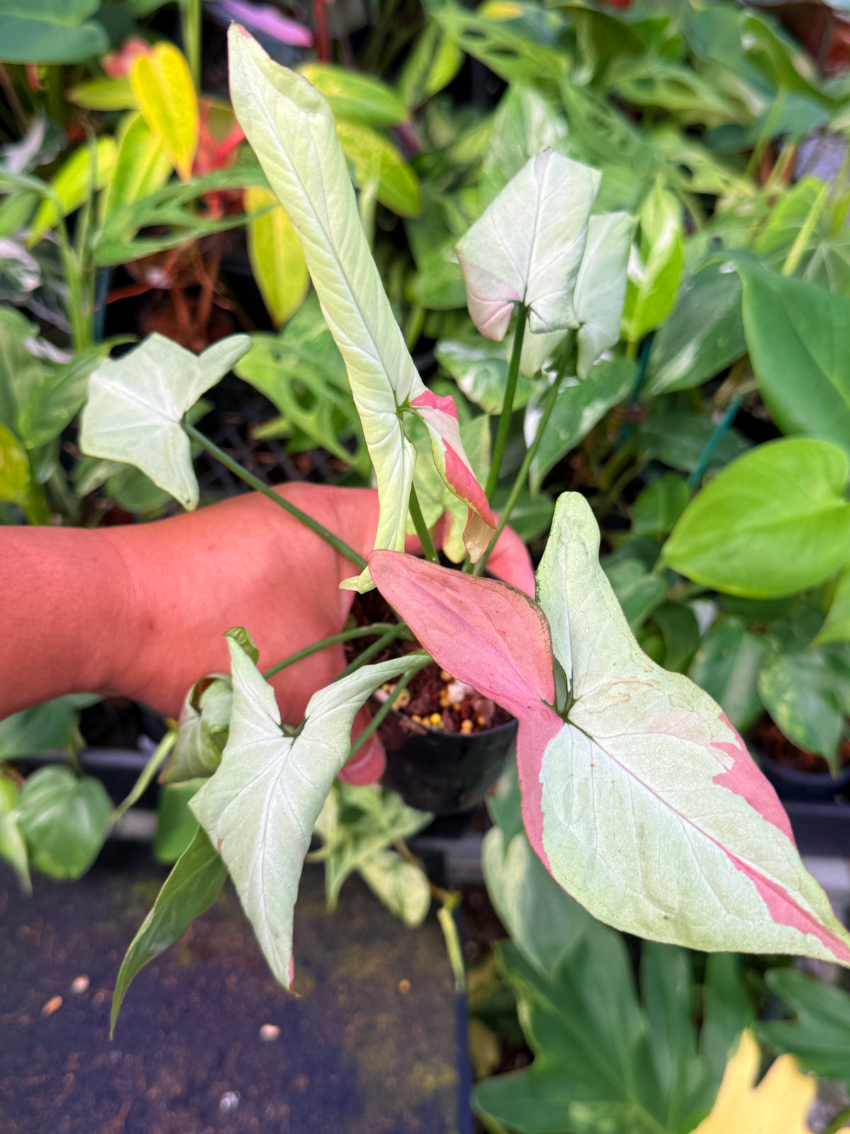 Syngonium 'Pink Salmon' W56