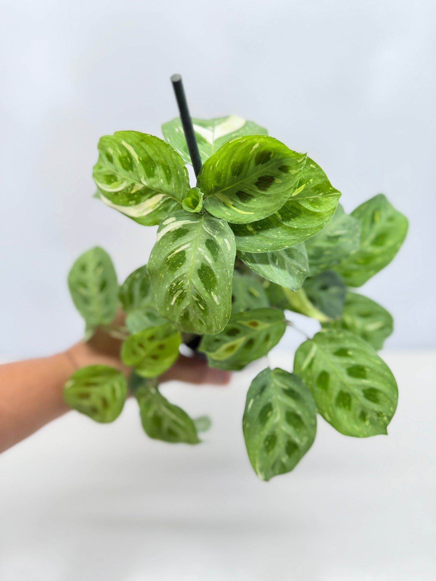 Maranta Kerchoveana Variegata N53