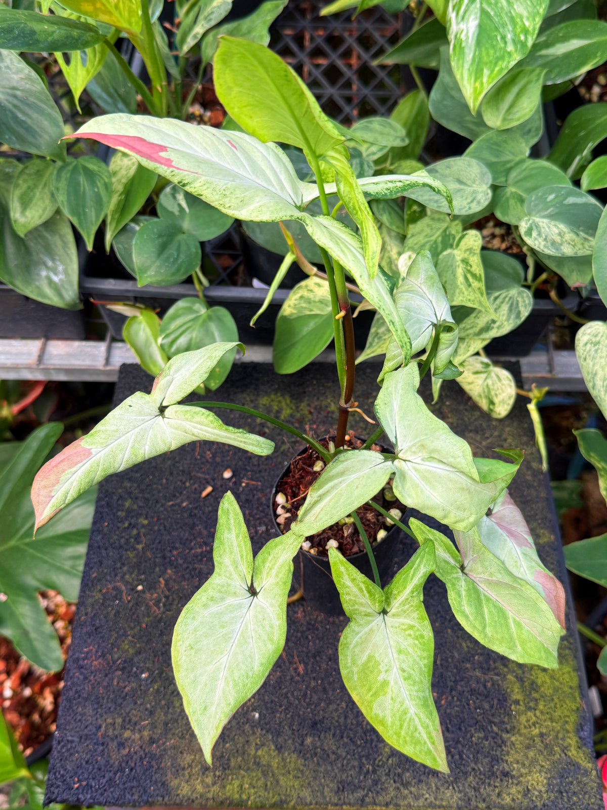 Syngonium 'Pink Salmon' W57
