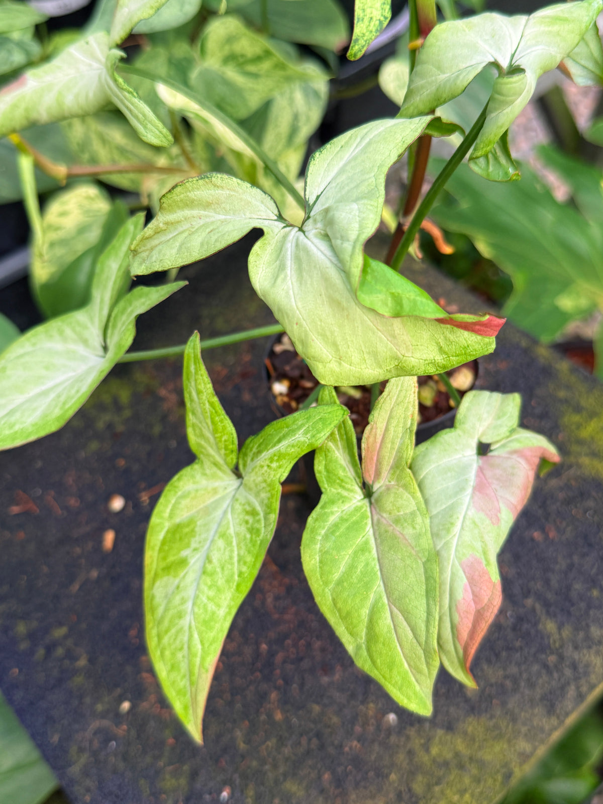 Syngonium 'Pink Salmon' W57