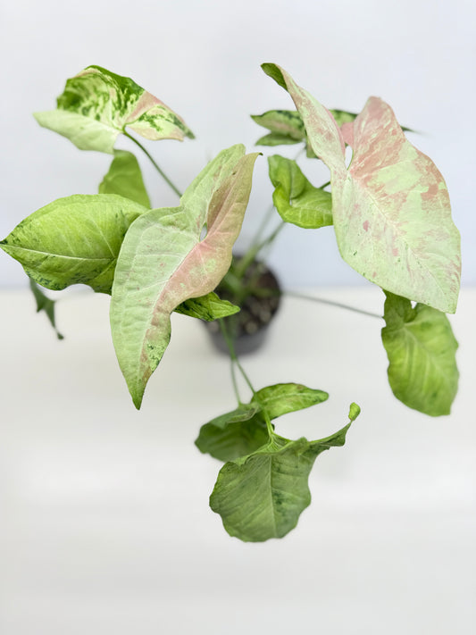 Syngonium 'Confetti Tricolor' C81