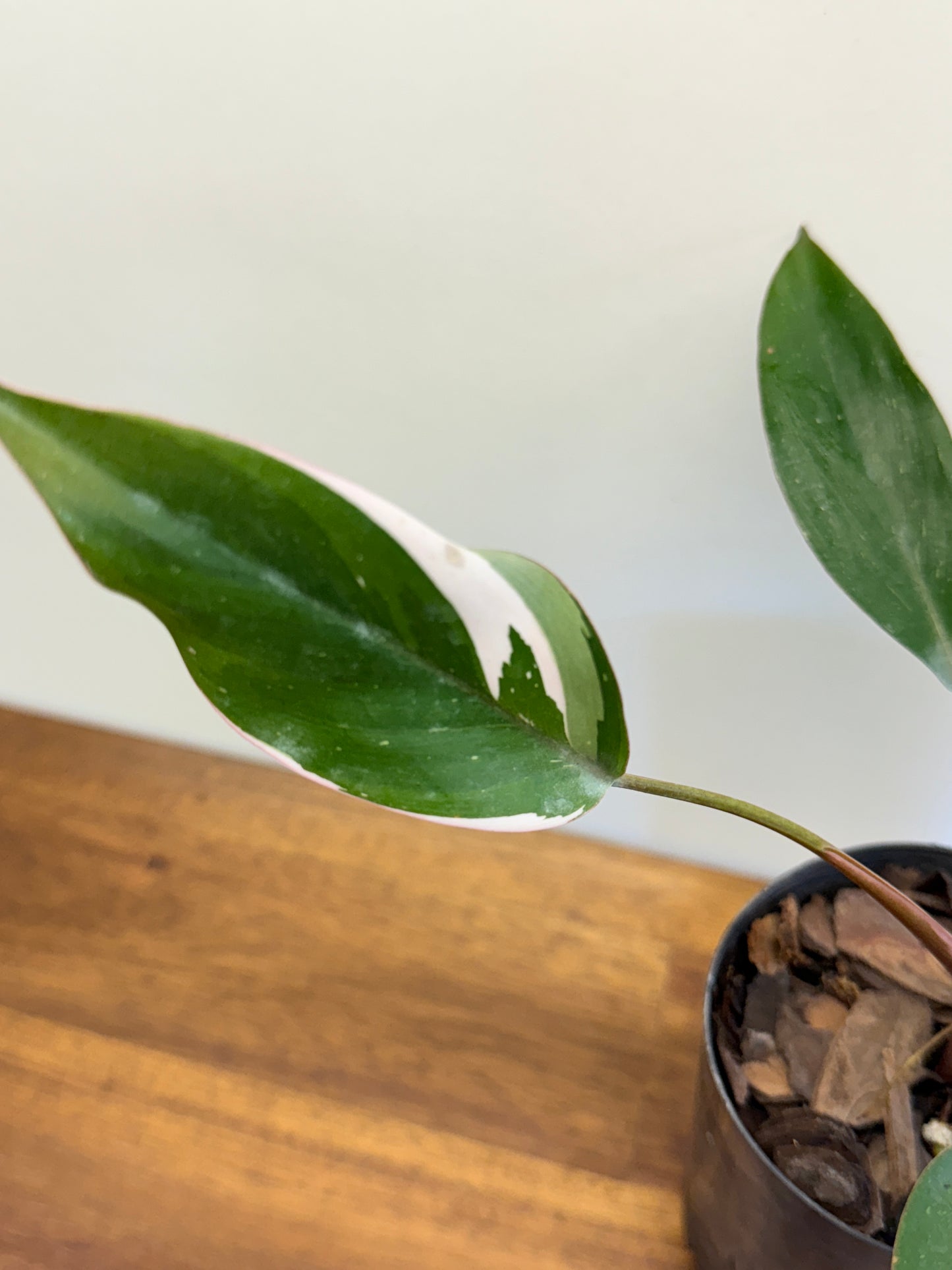 Philodendron White Princess O20