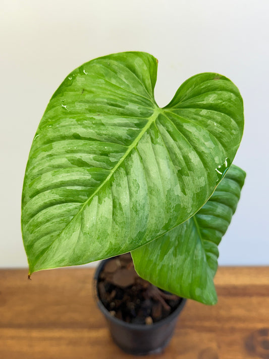 Philodendron Majestic O15