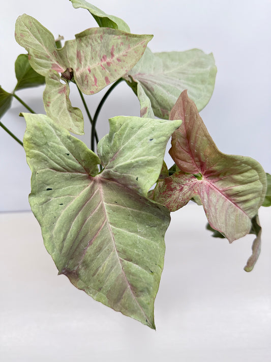Syngonium 'Milk Confetti' C82