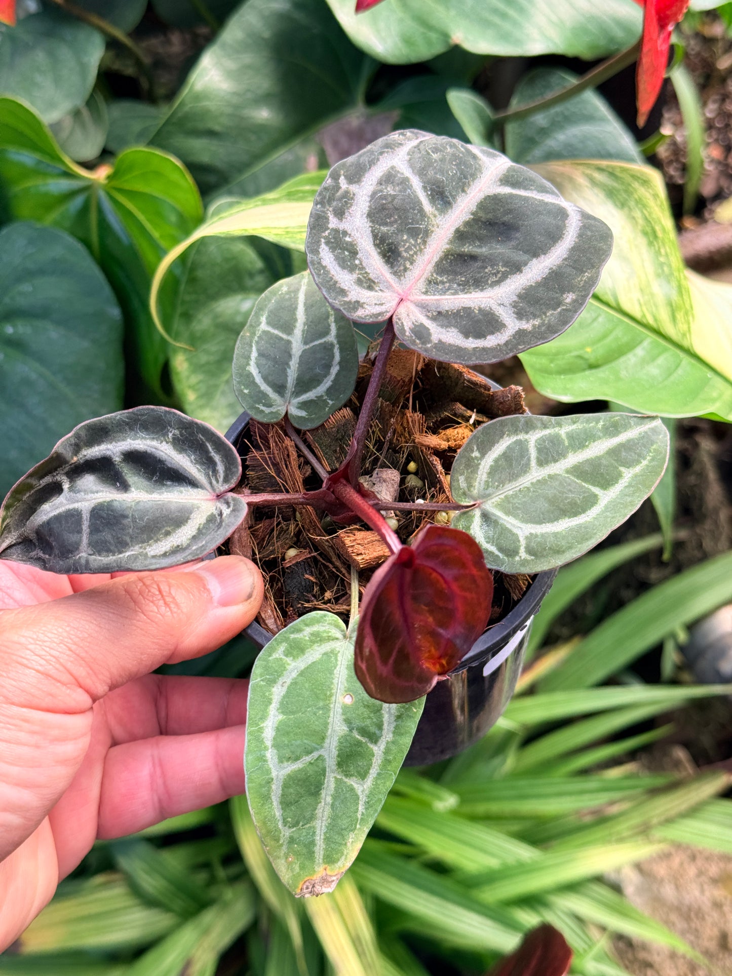 Anthurium 'Red Crystallinum' N4