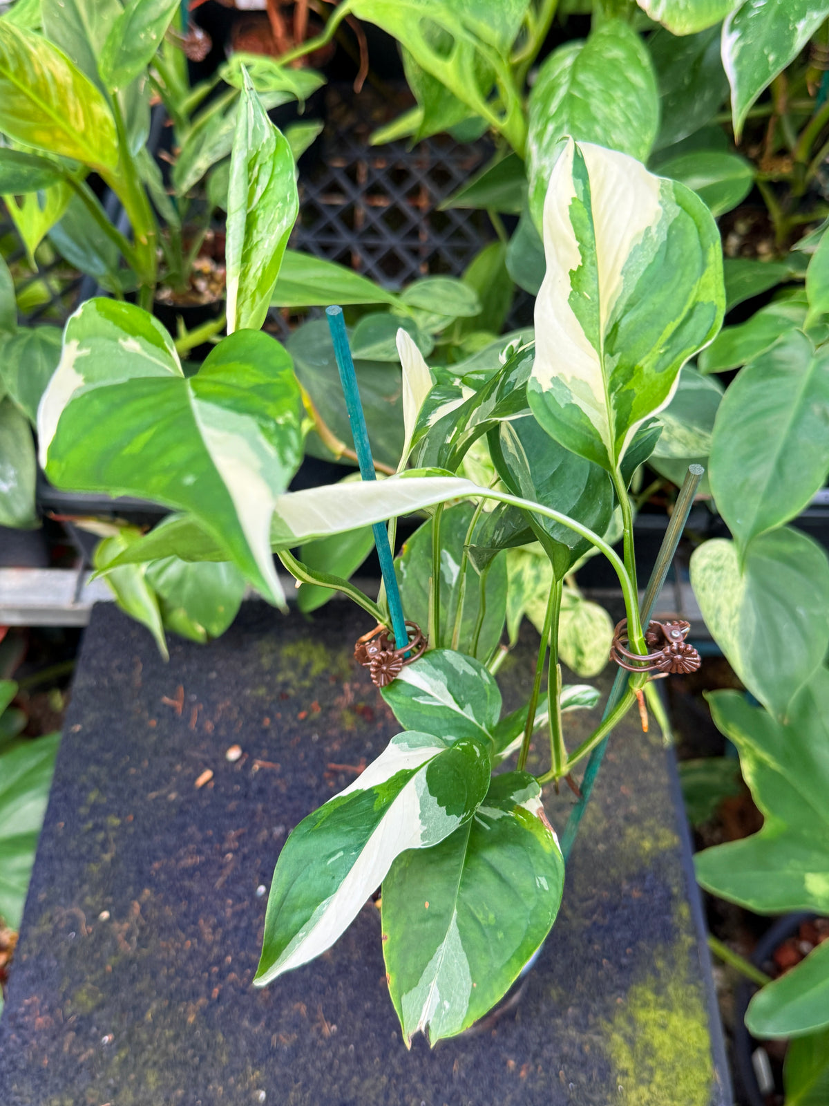 Monstera Laniata 'Variegata' W59
