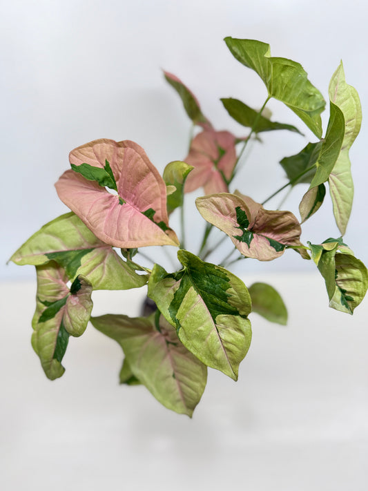 Syngonium 'Beauty' - Large C83