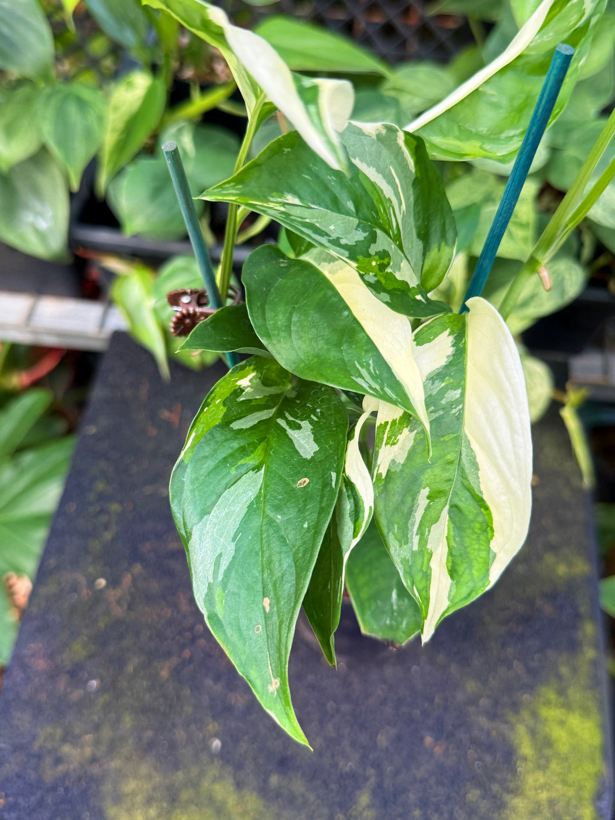 Monstera Laniata 'Variegata' W59