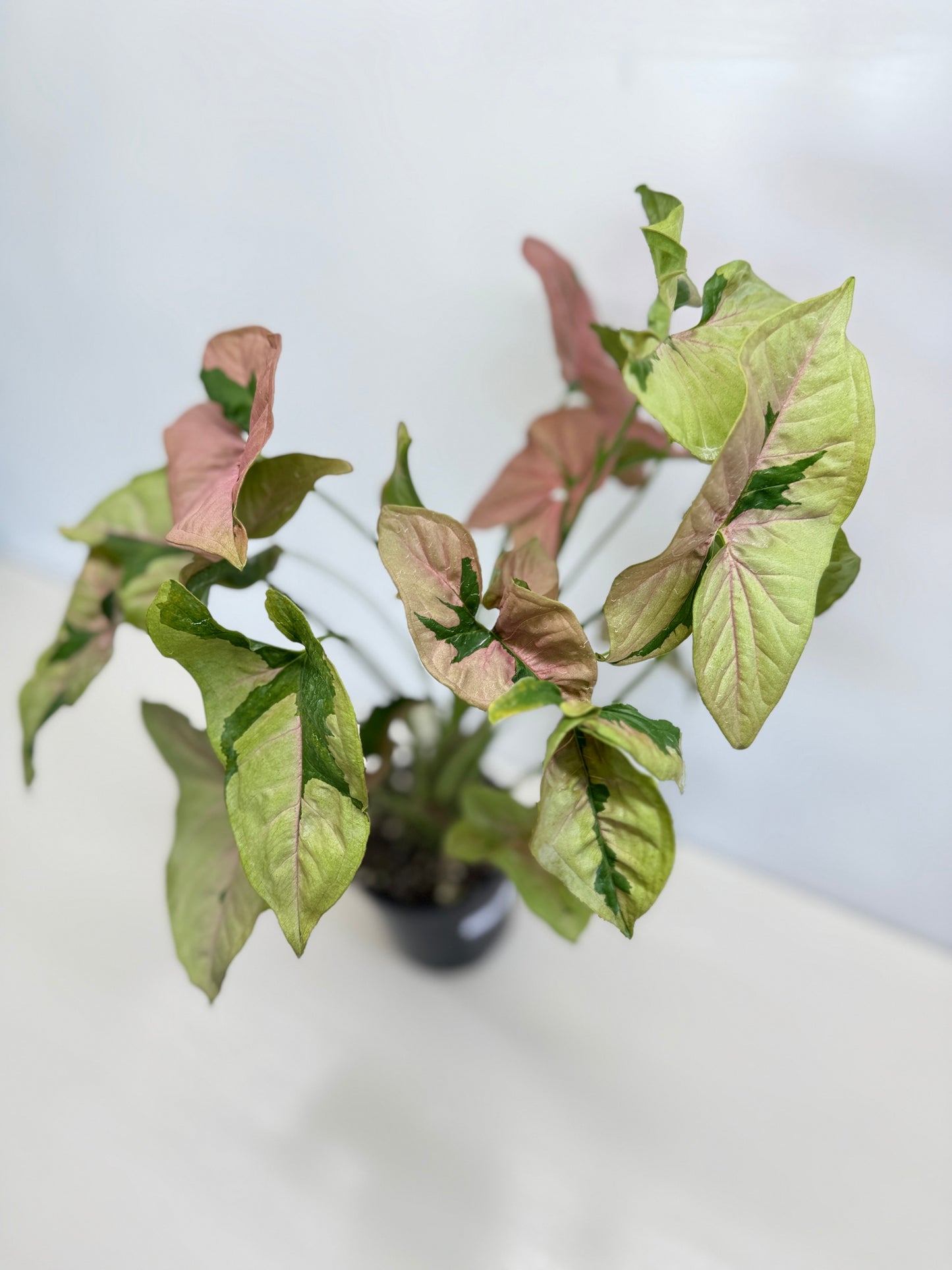 Syngonium 'Beauty' - Large C83