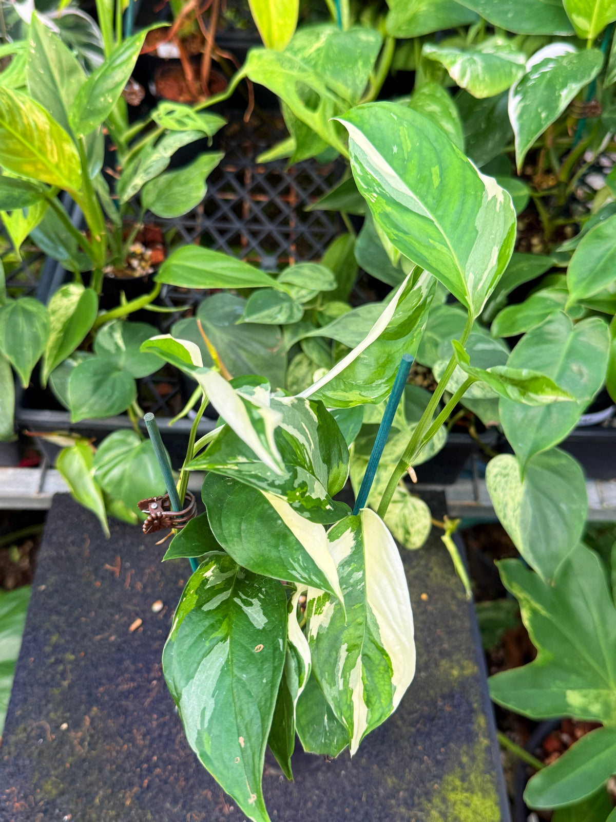 Monstera Laniata 'Variegata' W59