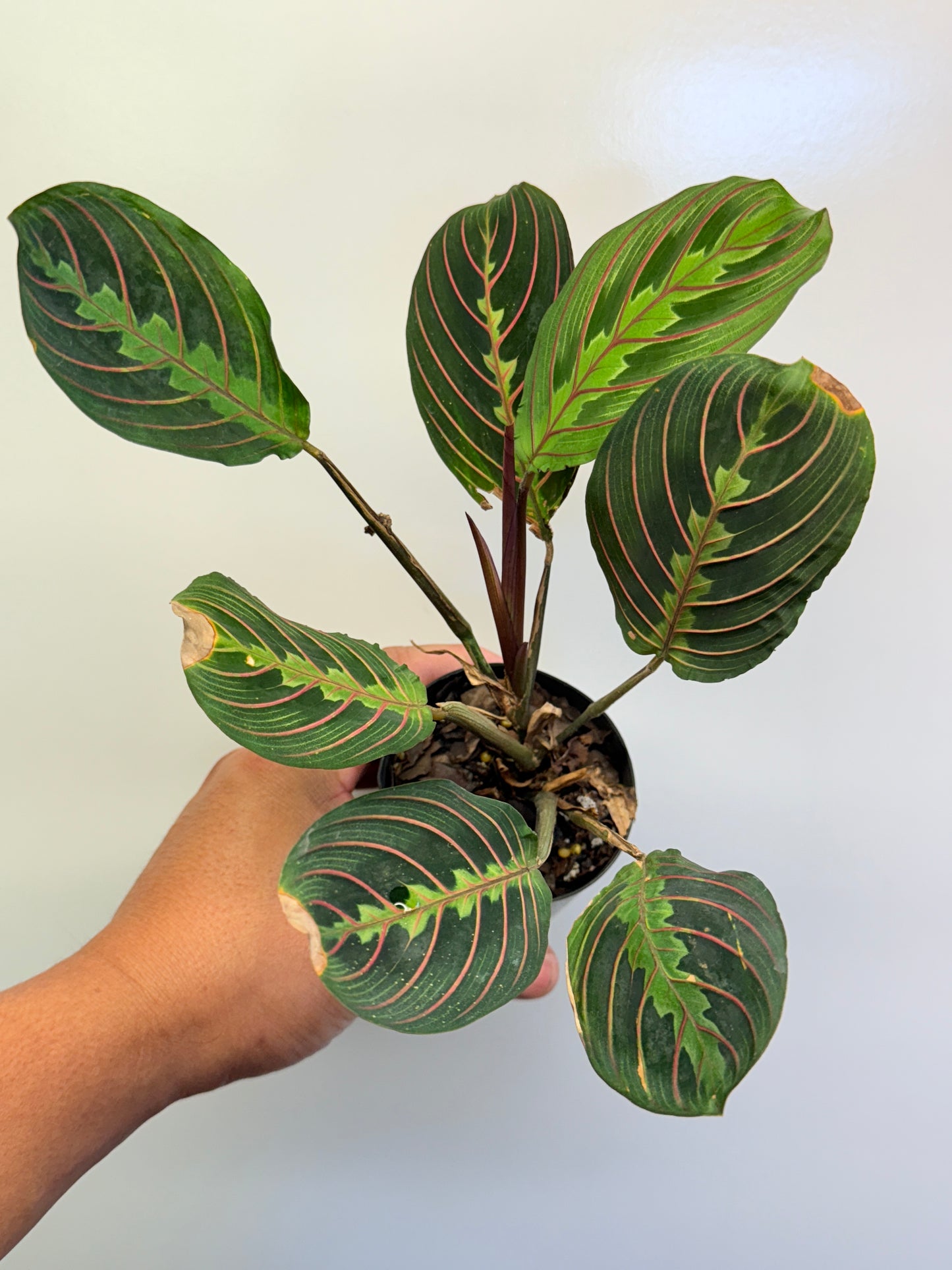 Maranta leuconeura var. erythroneura Red Vein Prayer Plant Cl97