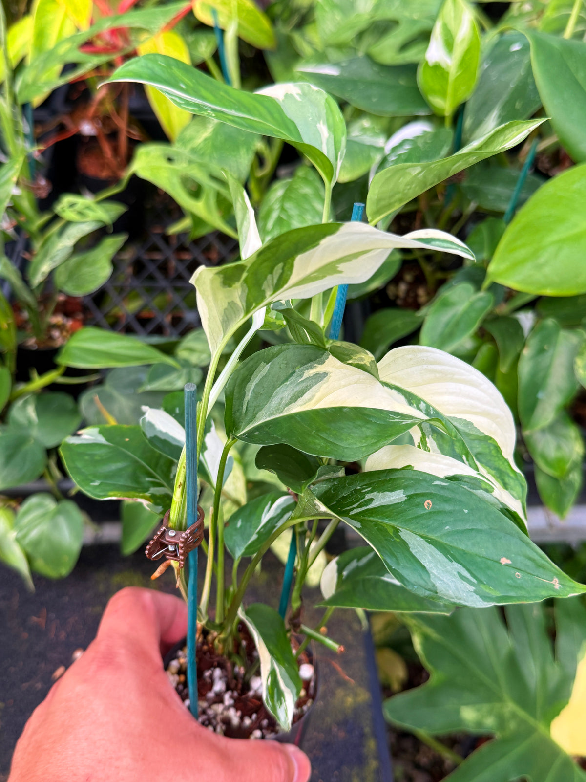 Monstera Laniata 'Variegata' W59