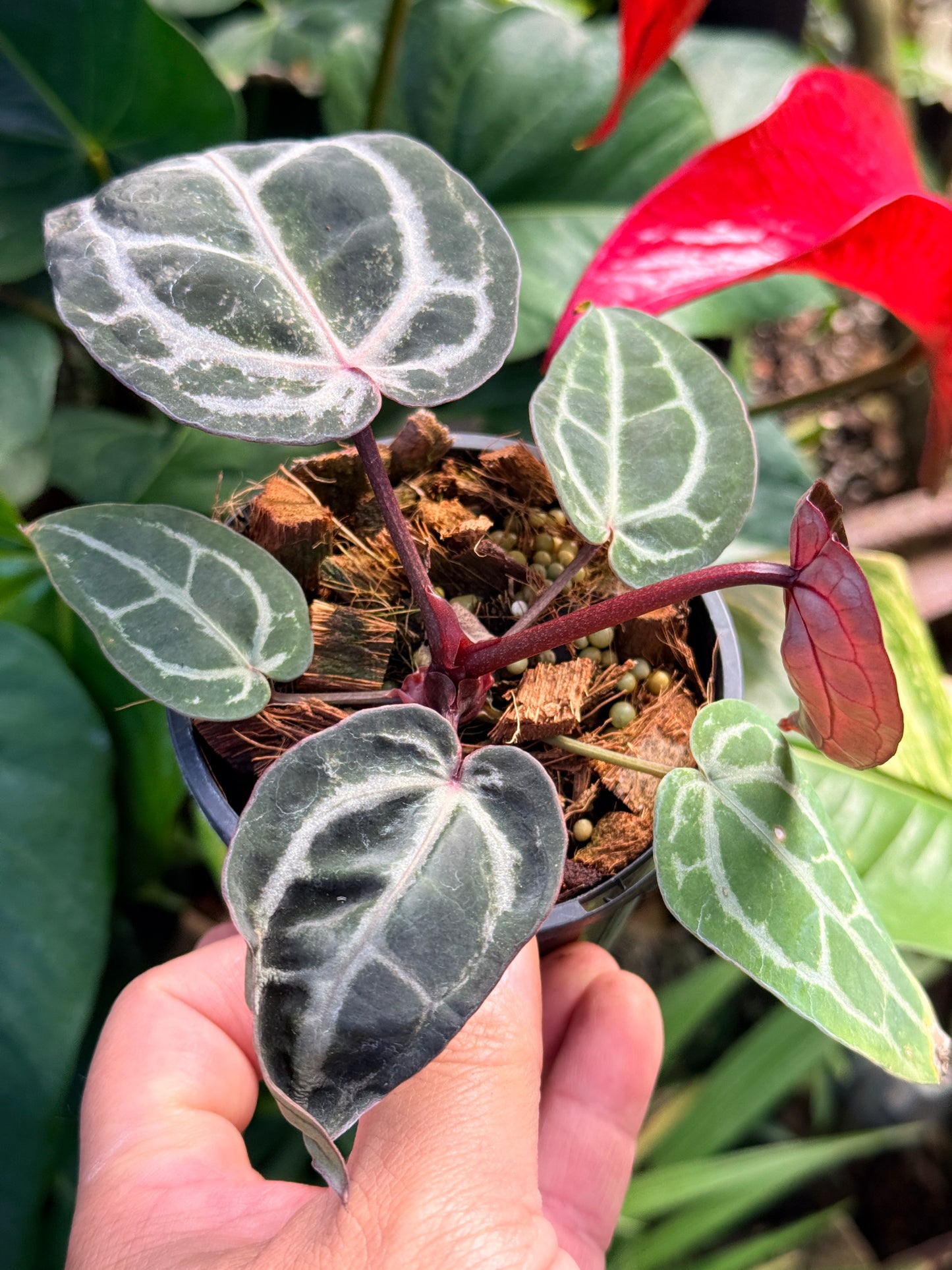 Anthurium 'Red Crystallinum' N4