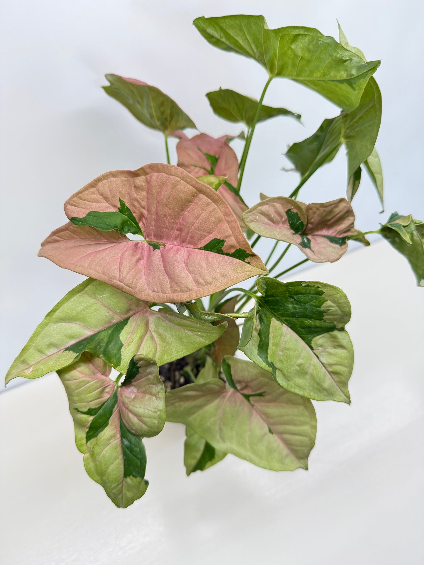 Syngonium 'Beauty' - Large C83