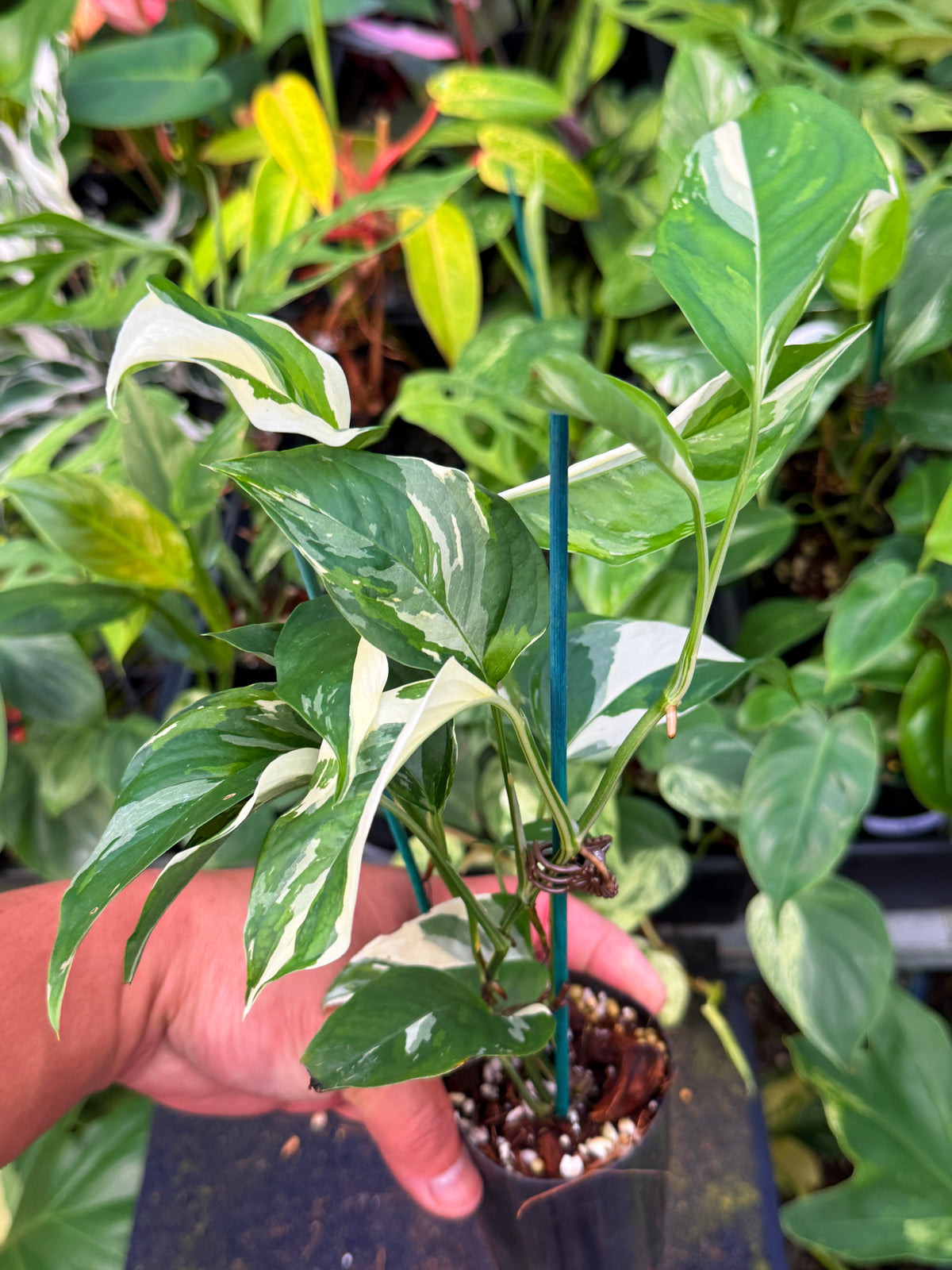 Monstera Laniata 'Variegata' W59