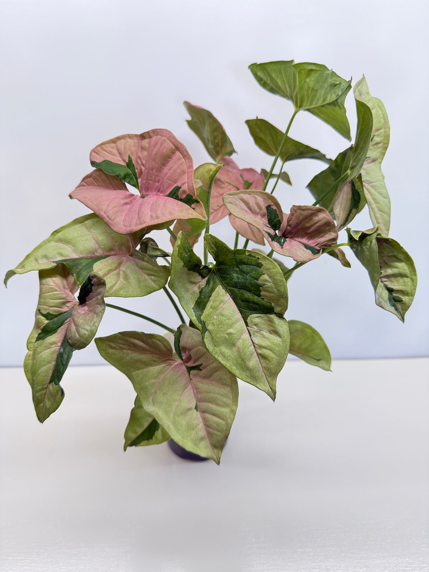 Syngonium 'Beauty' - Large C83