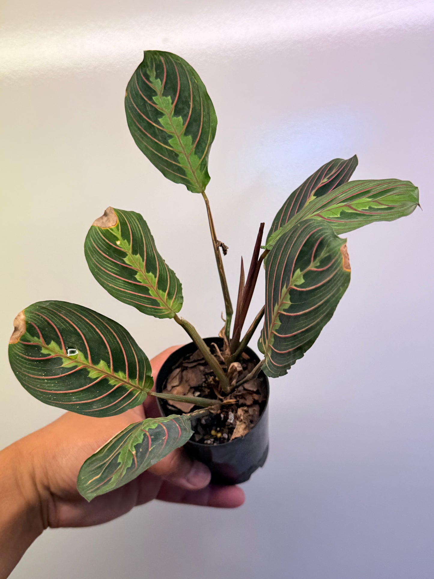 Maranta leuconeura var. erythroneura Red Vein Prayer Plant Cl97