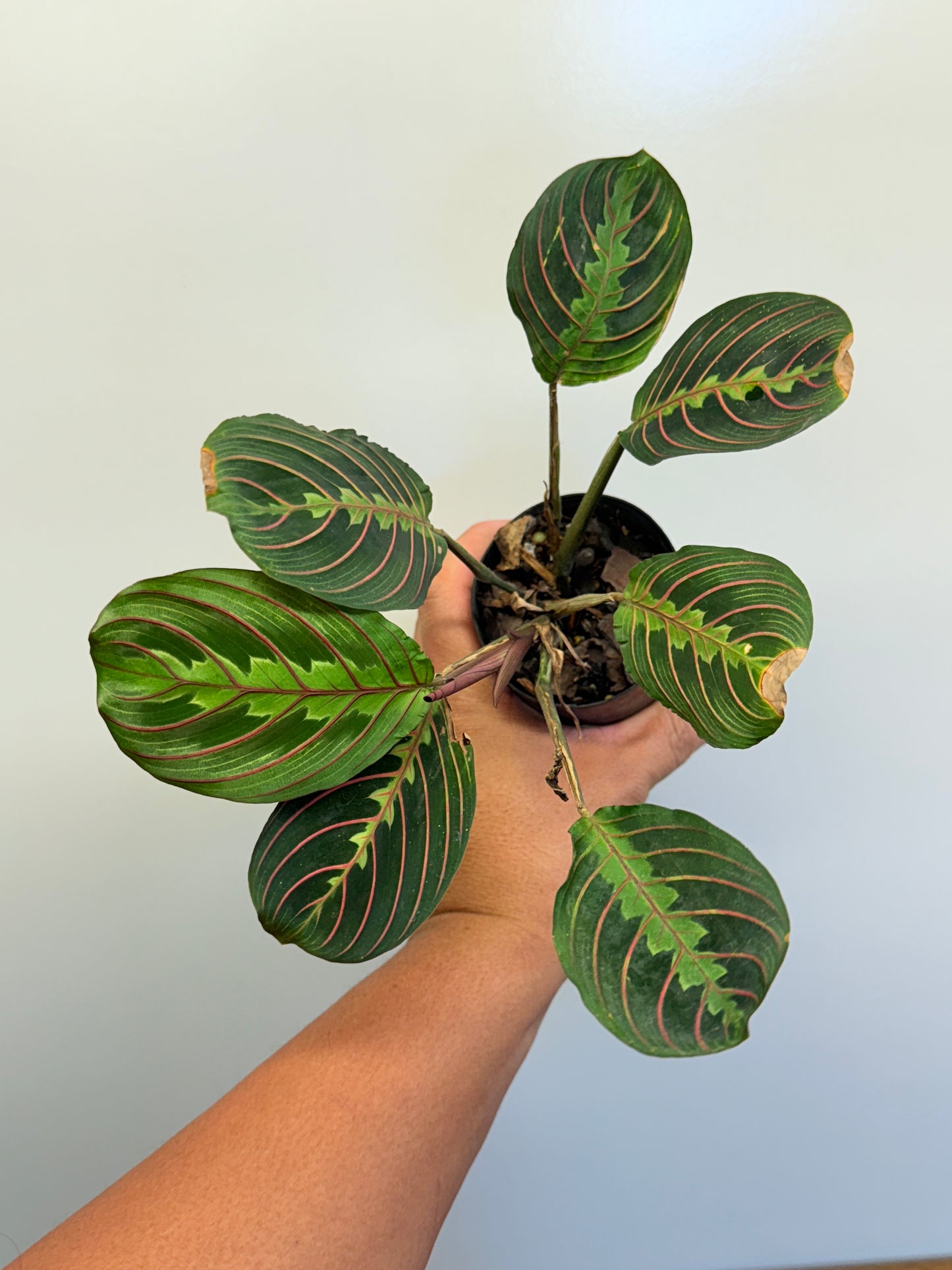 Maranta leuconeura var. erythroneura Red Vein Prayer Plant Cl97