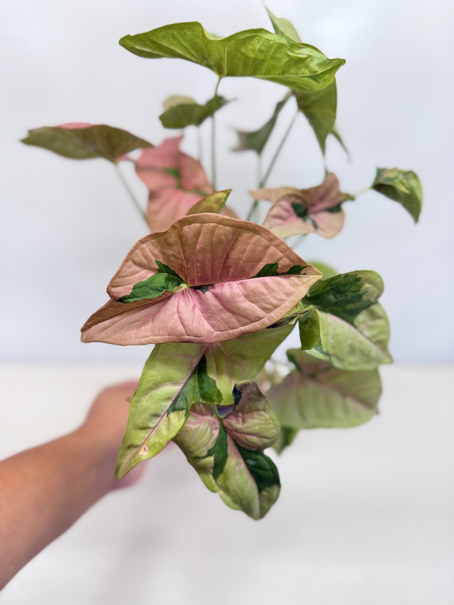 Syngonium 'Beauty' - Large C83
