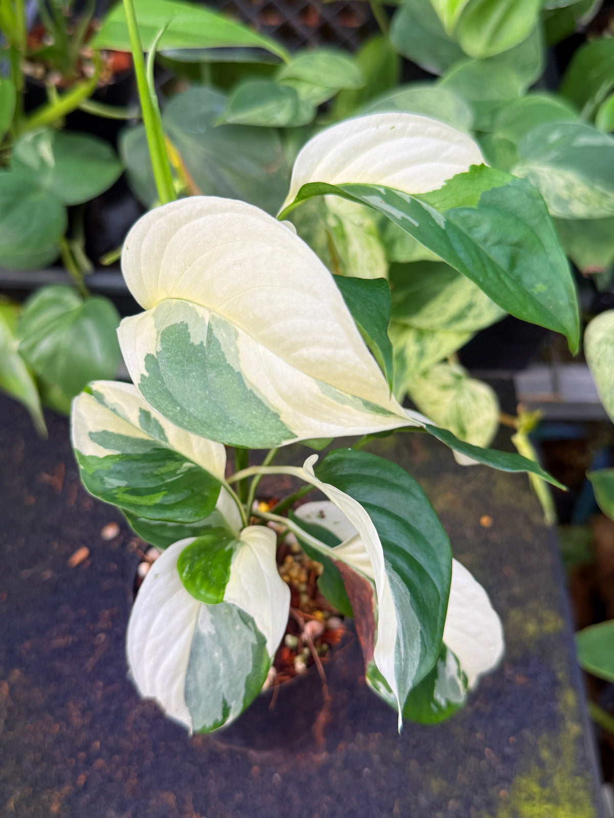 Monstera Laniata 'Variegata' W60