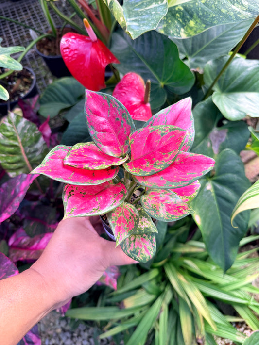 Aglaonema 'Red Unyamanee' N7