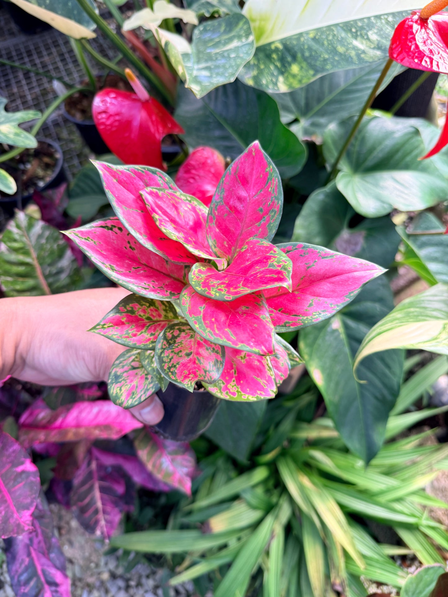 Aglaonema 'Red Unyamanee' N7